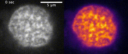 Zebrafish blastula nucleus, DNA label is Hoechst 33342, single optical section